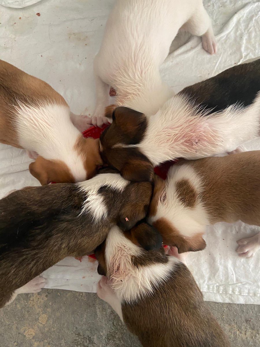 huelladejaen's tweet image. Venga familia….. a por el Viernes!!!
Aunque todos estamos a fin de mes… 
Una y otra vez, no me cansaré a repetir que nos apoyéis con tan solo 1€ al mes a uniros al teaming del refugio de #HuellaDeJaen.
GRACIAS 🐾
teaming.net/elrefugiodejaen