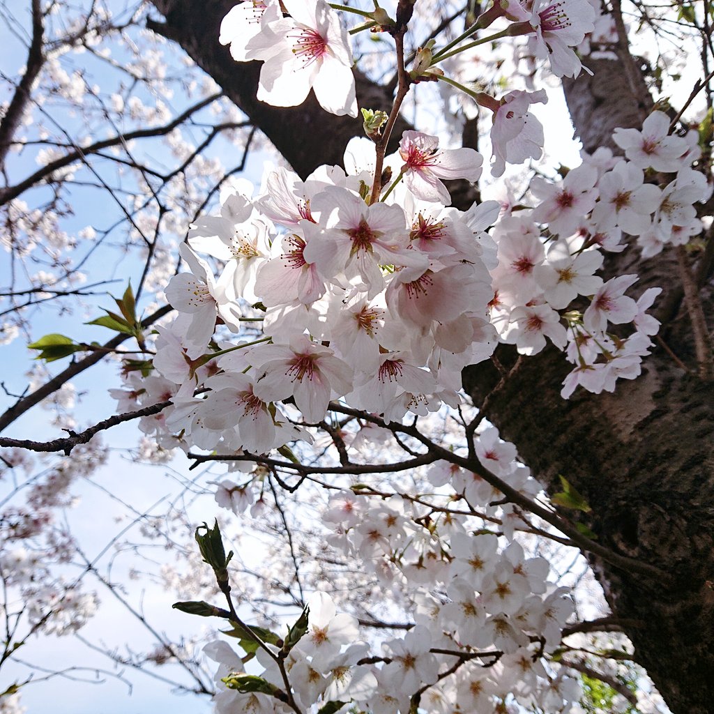 「昨日見てきた桜!ギリギリお花見できて良かった〜 」|𝔢𝔩𝔦𝔫𝔞のイラスト