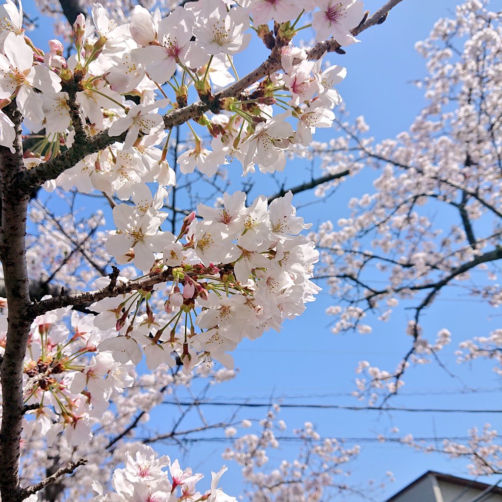 「昨日見てきた桜!ギリギリお花見できて良かった〜 」|𝔢𝔩𝔦𝔫𝔞のイラスト