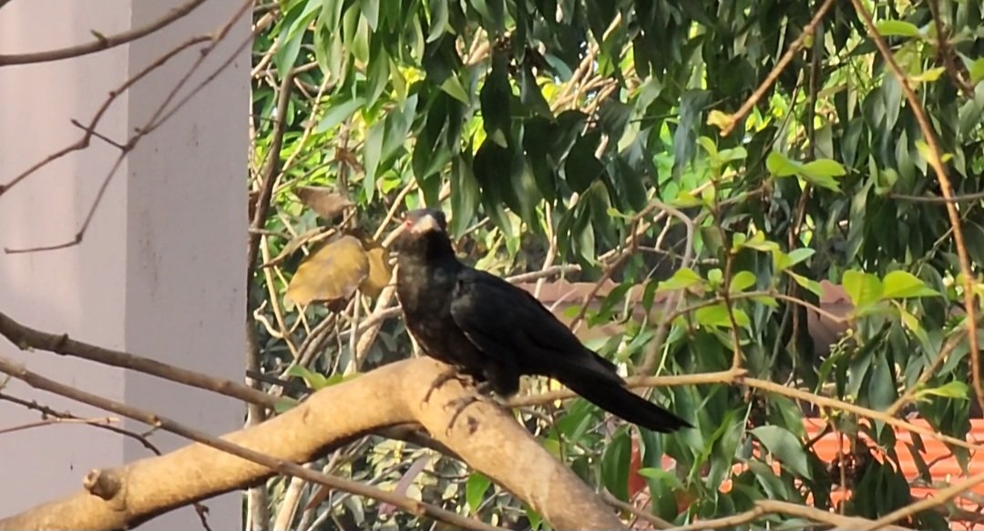 pacific7sons's tweet photo. #asiankoel @WildlifeMag #birdphotography #nature #BirdsPhotography #birdwatching #wildlifephotography #naturephotography #bird #wings #wildlife @AnimalPlanet @AnimalPlanetIn #BirdTwitter #guiding #naturelovers #trips #Tours @NatGeo @NatGeoWild https://t.co/2dl7Rwi6QO