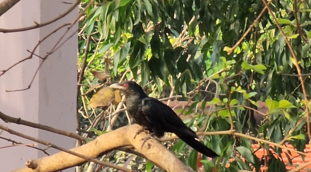 pacific7sons's tweet photo. #asiankoel @WildlifeMag #birdphotography #nature #BirdsPhotography #birdwatching #wildlifephotography #naturephotography #bird #wings #wildlife @AnimalPlanet @AnimalPlanetIn #BirdTwitter #guiding #naturelovers #trips #Tours @NatGeo @NatGeoWild https://t.co/2dl7Rwi6QO