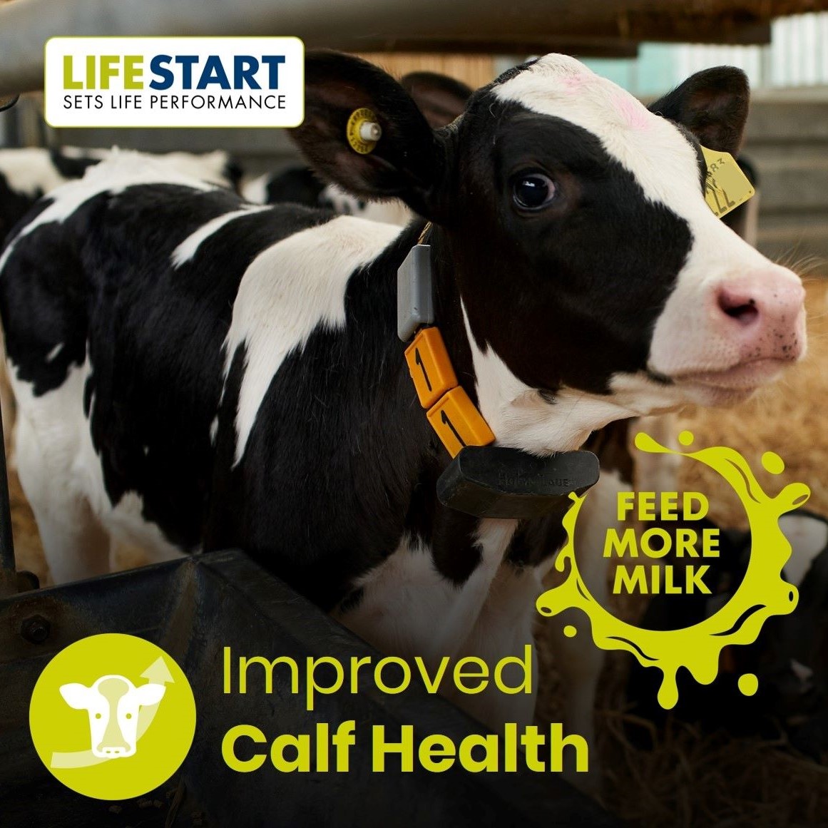 Benefits of feeding more milk 
1️⃣  Improved calf health
• Can optimise development &amp; integrity of the gastrointestinal tract
• Can provide the energy required in order to minimise the effects of enteric challenges trouwntr.tn/2lU
#FeedMoreMilk #LifeStart #CalfHealth