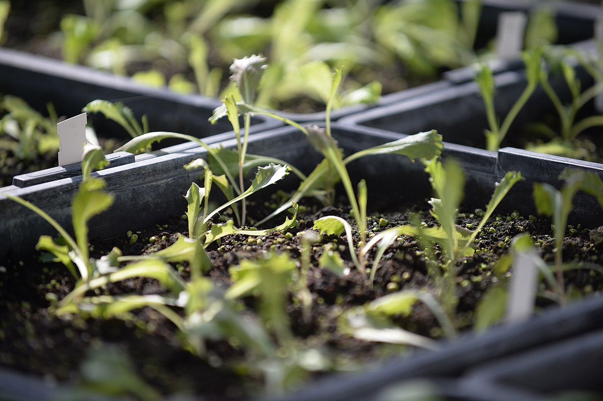 intesasanpaolo's tweet photo. 🌿🌻  Inizia a Torino il Festival Internazionale dell'agricoltura: tre giorni di incontri, lezioni, dibattiti, visite guidate per raccontare l’agricoltura in un grande evento scientifico-divulgativo sostenuto da #IntesaSanpaolo #ColtivaTo 
https://t.co/IXyiQqdYjT
©️ Manuela Gomez https://t.co/xxTbV2XZOi