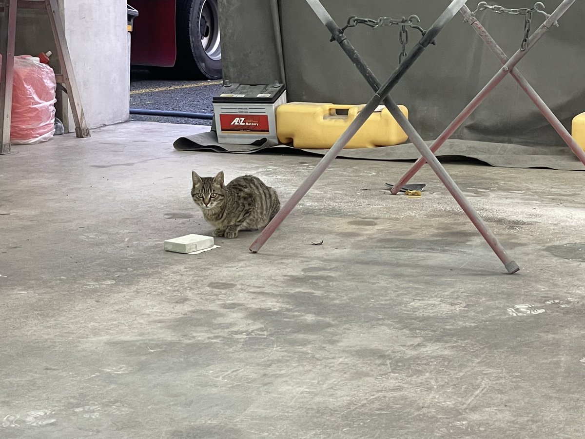 猫の手も借りたいくらいだから雇おうかな😸