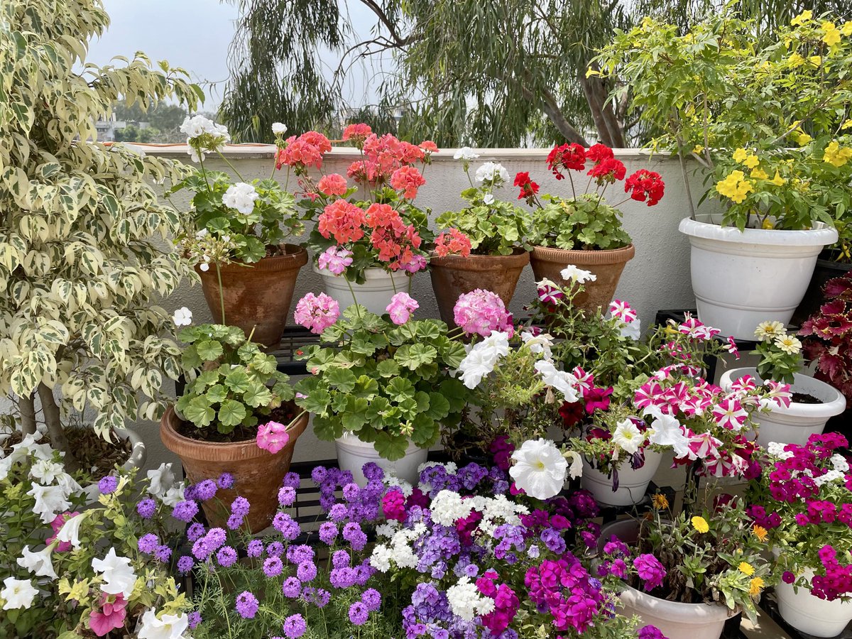 Shuma Raha tweet media