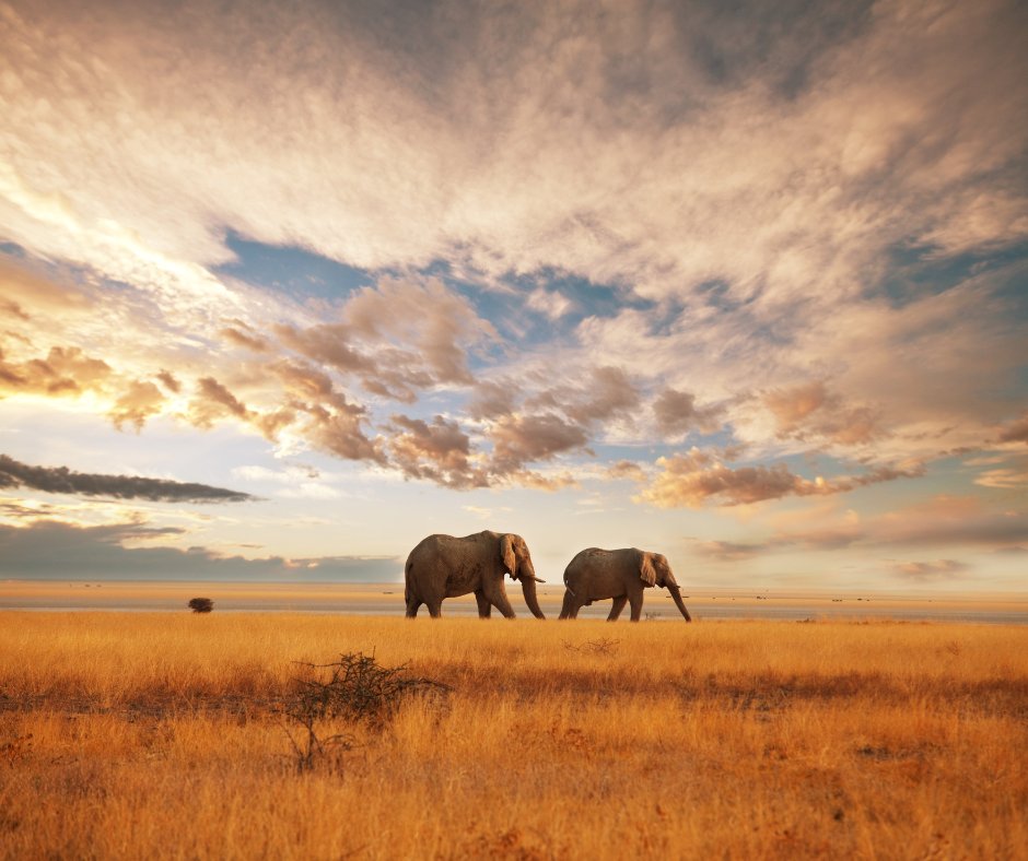 animal_ways's tweet photo. We've almost finished March, and we hope you've enjoyed learning about elephants! Share what you've learnt with your family and friends. Who's ready for April? Dolphins might be next - it will be an awesome month! #byeelephantmonth #hellodolphinmonth #dolphins https://t.co/32IWTM0rHa