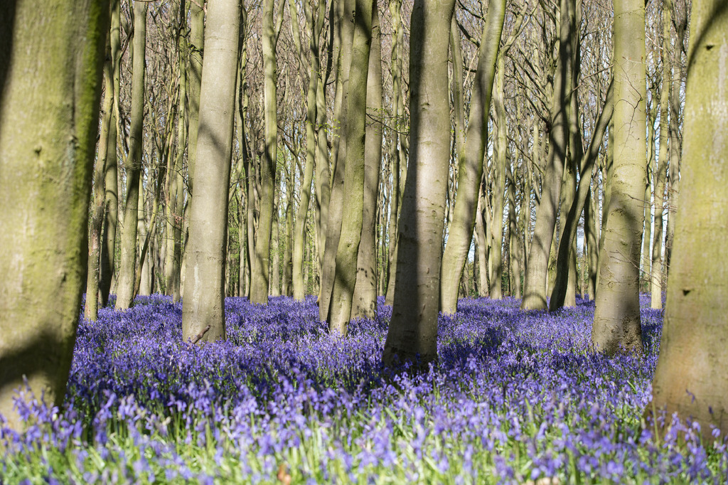 Knott Wood will be open to the public from 1st April-31st May so everyone can enjoy the gorgeous bluebells!

Please stay on the marked paths to help us protect this valuable ecosystem🌳

#harpenden #stalbans #herts #hertfordshire #bluebells
