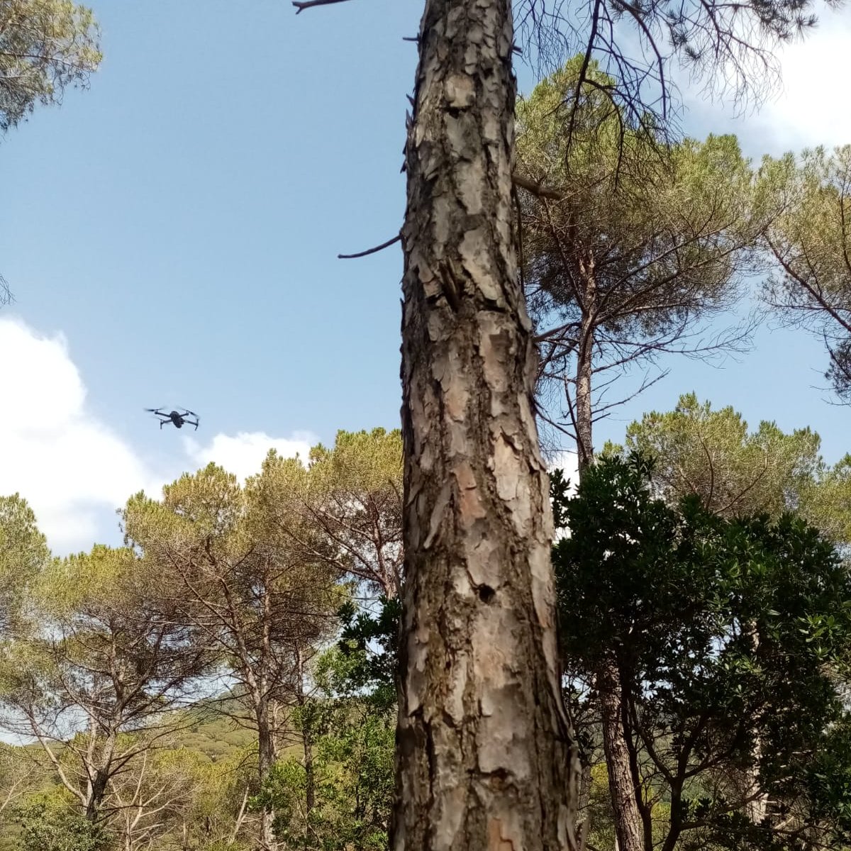 Using drones to quantify edible pine nuts and pinecones production from stone pine

 #wildfoodprima #wildfoodproject #mediterranean #innovative #technology @PrimaProgram