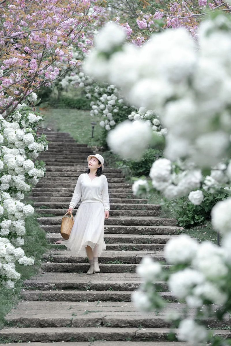 iXiaoshan's tweet photo. ☀️Hello #April! Hundreds of white #hydrangea shrubs are blooming amidst the green grass and blue skies in #Xiaoshan, filling the air with their delicate fragrance. It's a dreamy and beautiful sight to behold! 🌸💚 #SpringInXiaoshan #FlowersOnFriday https://t.co/c3EA2udxBK