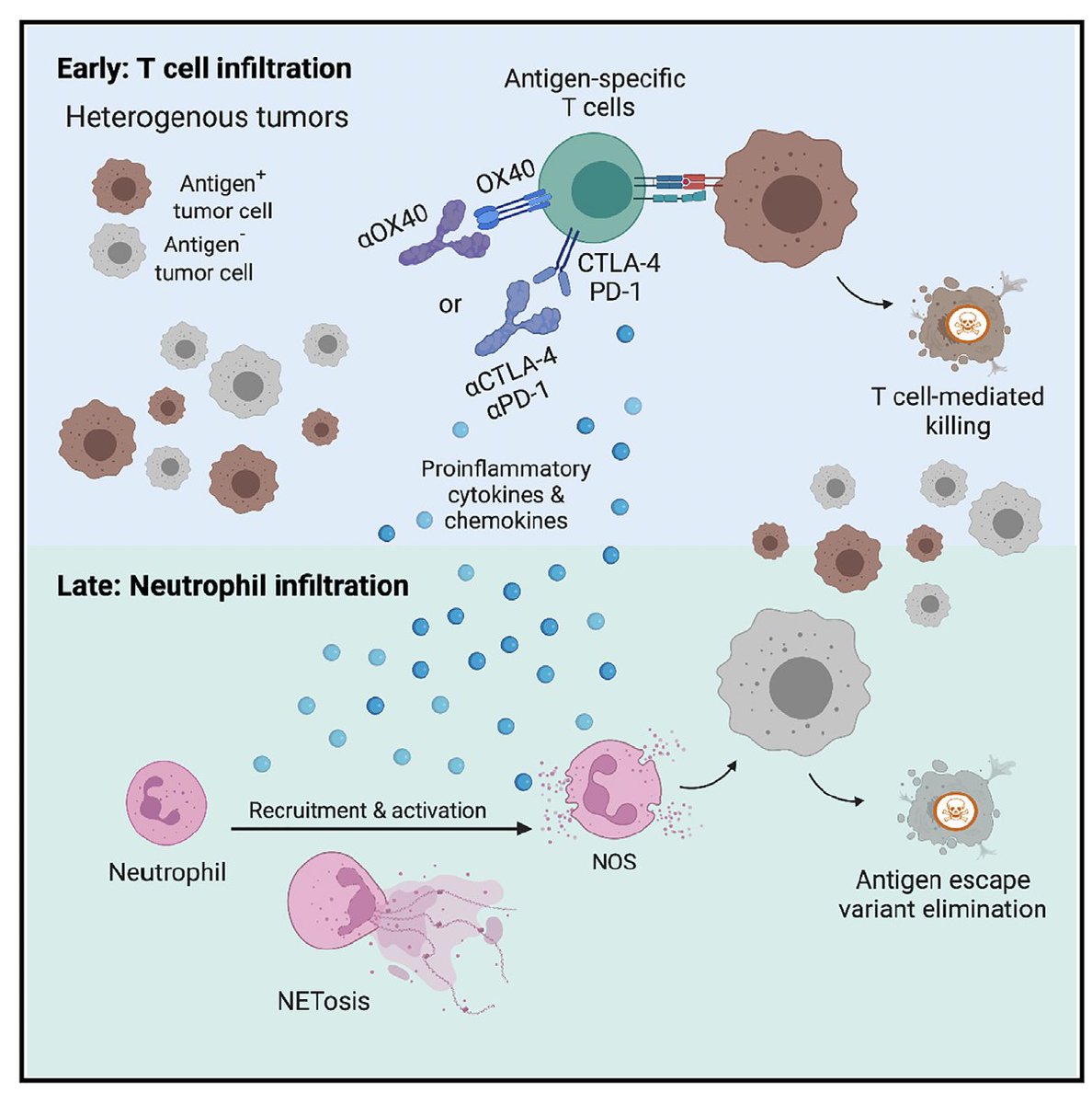 drenriquegrande's tweet photo. ⚡️Cancer immunotherapy: T cells &amp; neutrophils working together to attack cancers 

#immunotherapy 

https://t.co/hP3fFLRWm1 https://t.co/FqOEPdEJQK