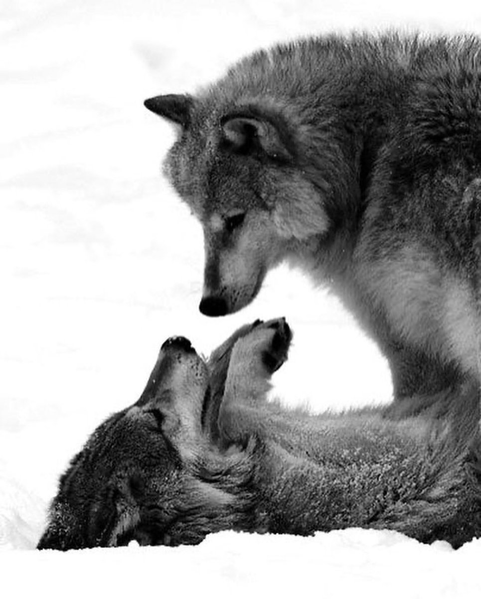ThE WolveS🥰