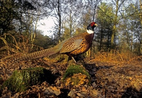 📝 @NatResWales launch consultation on proposal to licence gamebird releasing in Wales 📝Mae CNC wedi lansio ymgynghoriad yn ymwneud â rhyddhau adar hela yng Nghymru Please read and contribute your views Darllenwch yr ymgynghoriad a chyrannu eich barn ogydd 🔗Link in bio