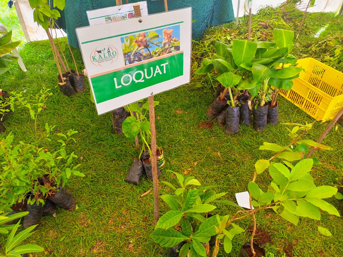 kalromkulima's tweet photo. Rainy season is here visit our stands and purchase some fruit seedlings including TC banana, grafted fruit seedlings and many more. #kalroat10 #KALROKabeteOpenWeekExhibitions
Date: 31st March - 1st April 2023
Venue: KALRO Narl Kabete https://t.co/B8A1qwd7de