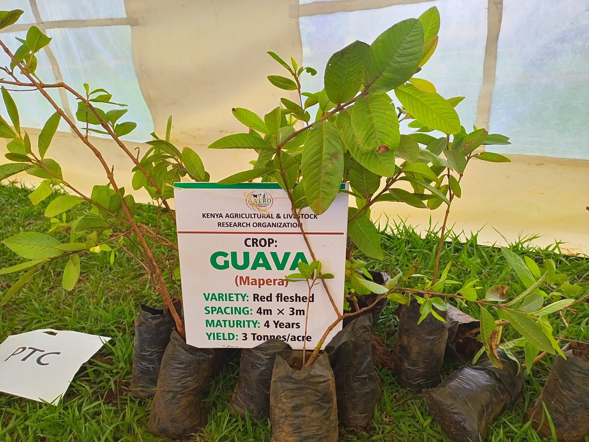 kalromkulima's tweet photo. Rainy season is here visit our stands and purchase some fruit seedlings including TC banana, grafted fruit seedlings and many more. #kalroat10 #KALROKabeteOpenWeekExhibitions
Date: 31st March - 1st April 2023
Venue: KALRO Narl Kabete https://t.co/B8A1qwd7de