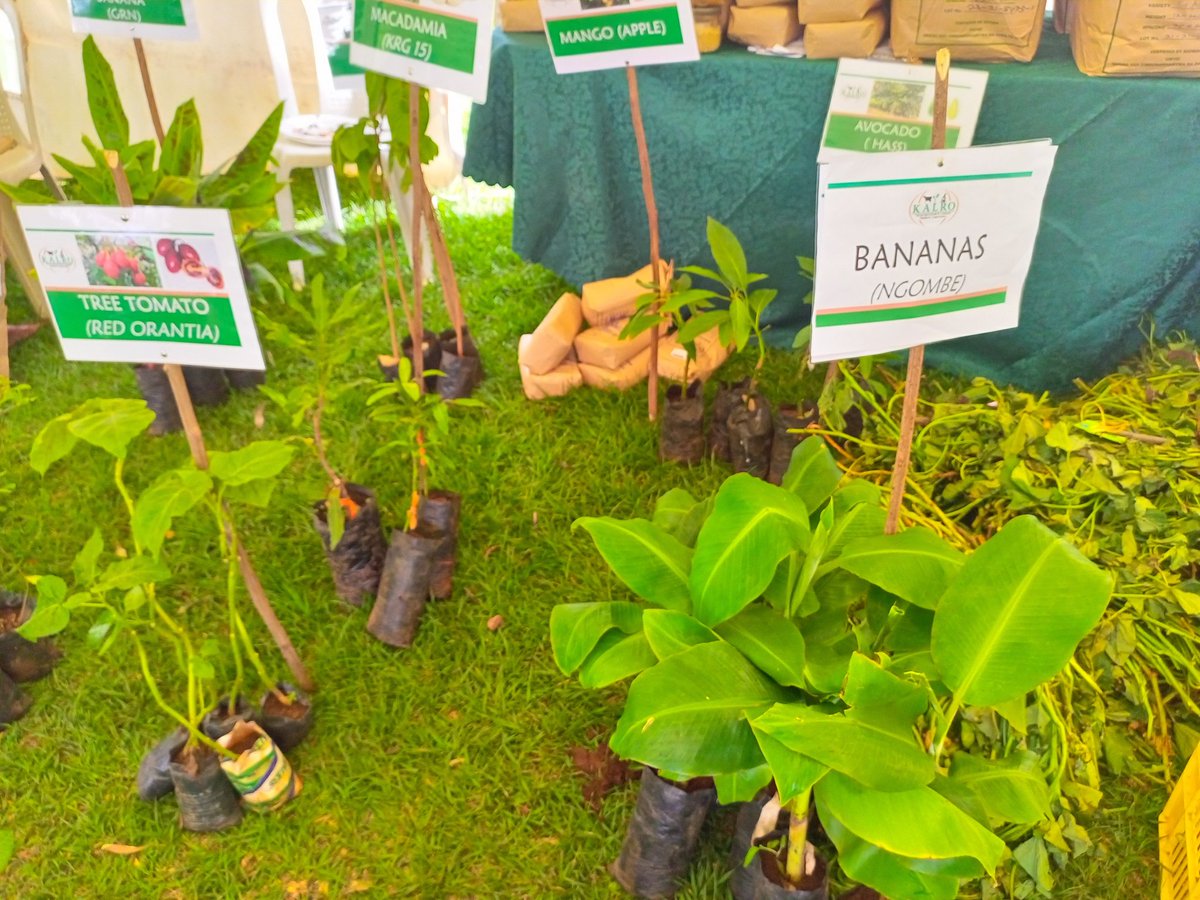 kalromkulima's tweet photo. Rainy season is here visit our stands and purchase some fruit seedlings including TC banana, grafted fruit seedlings and many more. #kalroat10 #KALROKabeteOpenWeekExhibitions
Date: 31st March - 1st April 2023
Venue: KALRO Narl Kabete https://t.co/B8A1qwd7de