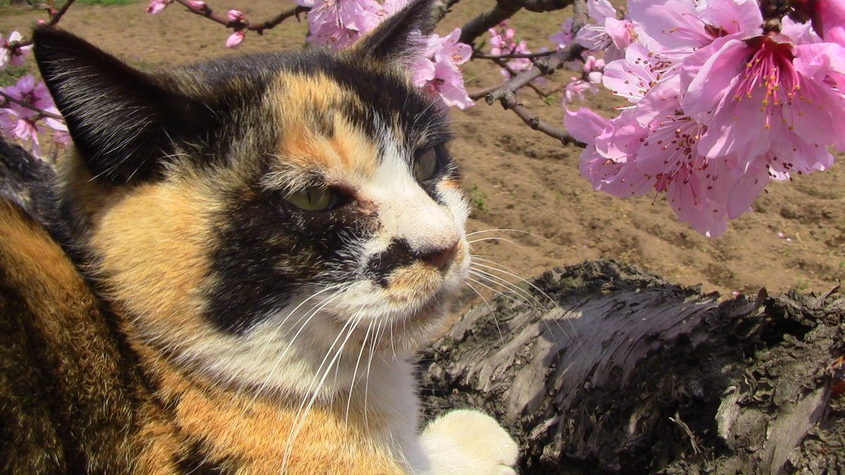 春は別れと出会いの季節。
市川美絵さん、お疲れ様でした。
#シズニン