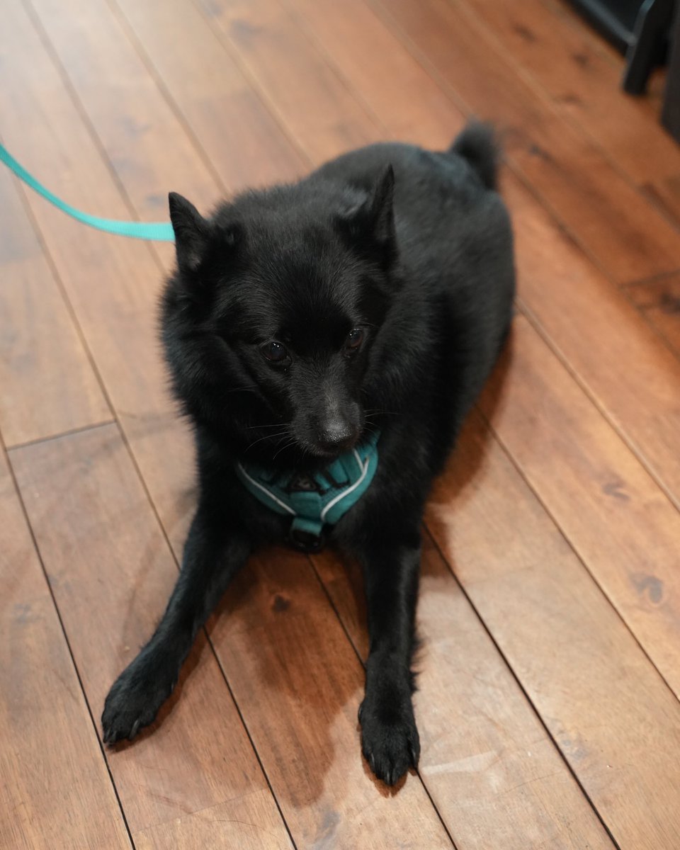 BunnyTokyoJP's tweet photo. Sometimes all I need is a #dogfriendly cafe with bomb food made from scratch and a cup of in-house roasted coffee 🐰✨☕️ Green Beans Cafe in Sendagaya, #Tokyo must be Drogo’s favorite cafe! More here https://t.co/dJu3WyHYXc https://t.co/p9n8UIDzyR