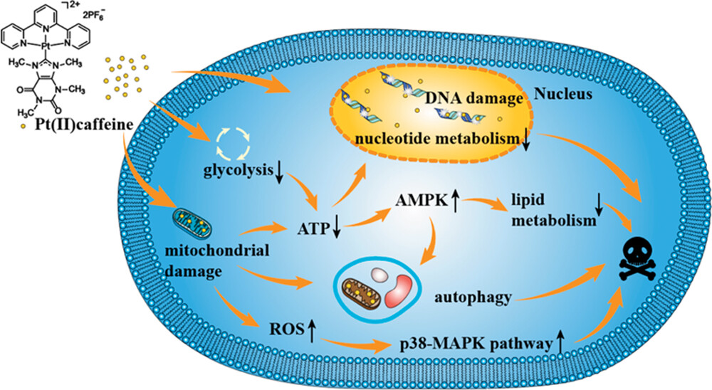 Terpyridine platinum(II) caffeine NHC complex targeting triple-negative breast cancer – the complex slows tumor growth in mice through a multimodal mechanism. Read the article in #JMedChem ➡ go.acs.org/4mq @Claudia0Schmidt @MedBioinorgChem @iOttgroup