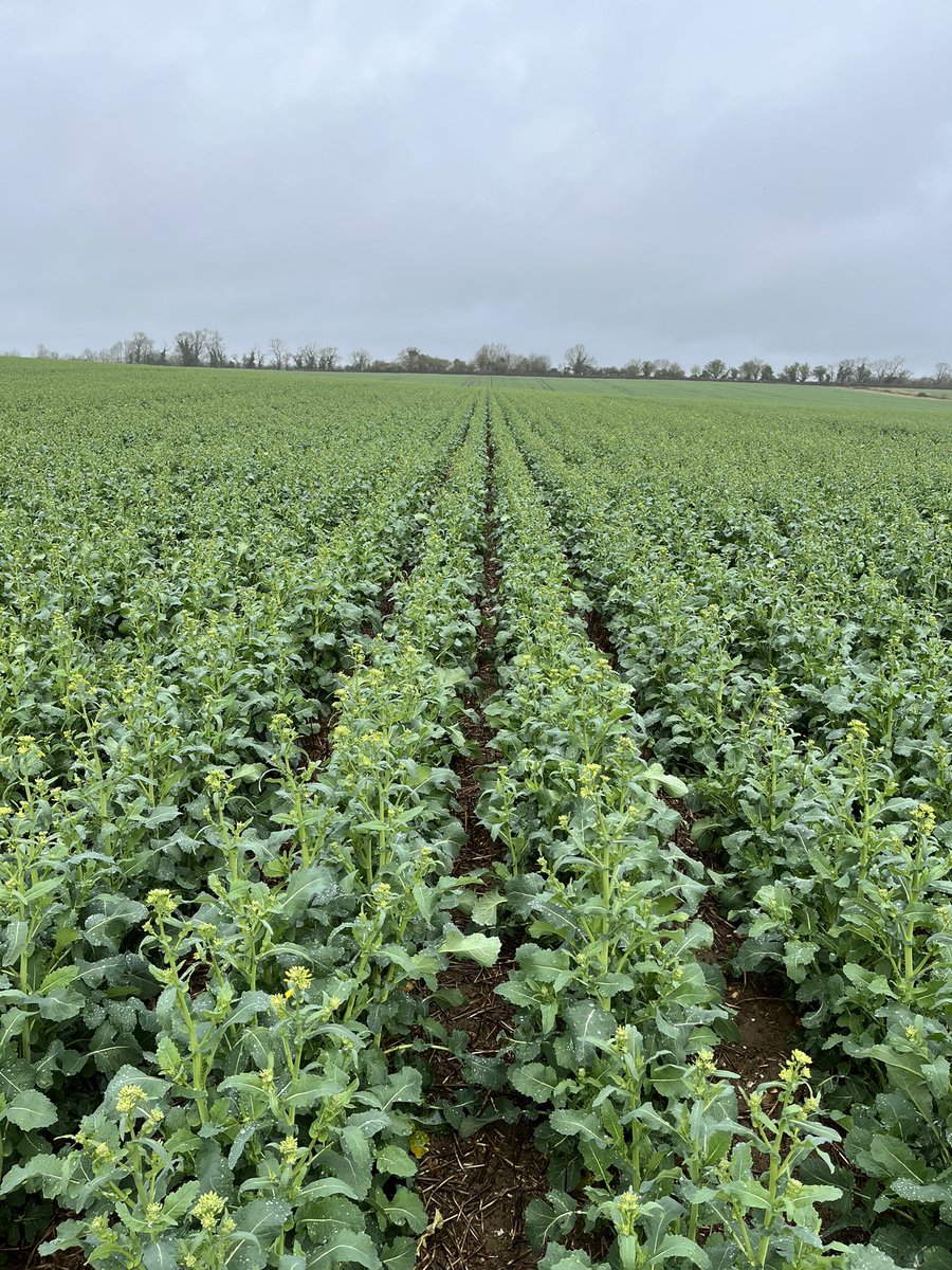 WRiddington's tweet photo. After hours of pigeon patrol the last few months, Ambassador OSR looking well from the eye….however, adults now starting to make an appearance! 🕷️
Ohh.. and rape dropped another £10 tonne this morning #fuckingstuff https://t.co/2Z31hdXd4k