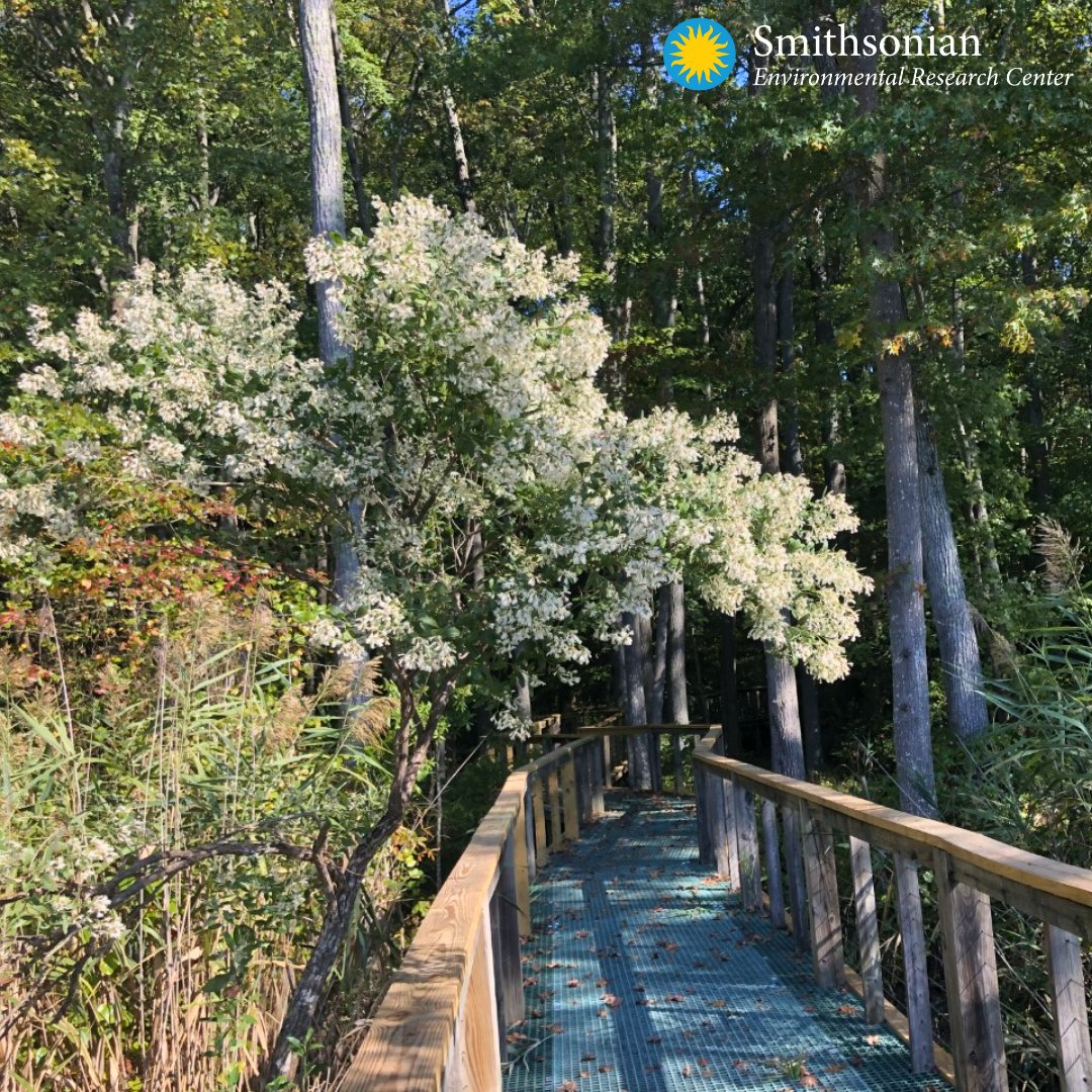 🍃🌸 Breathe in some fresh air this weekend on one of our beautiful trails! We have extended hours in honor of #MarylandDay2023 so come say hello! 🌿🌷

Plan your visit via the link in our bio 🦋