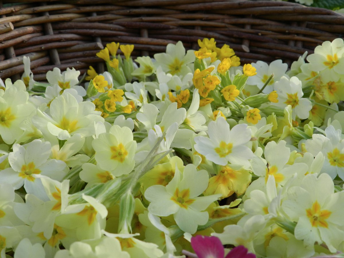 Herb walk April 15th Ashwellthorpe Norfolk hedgerowmedicine@gmail.com