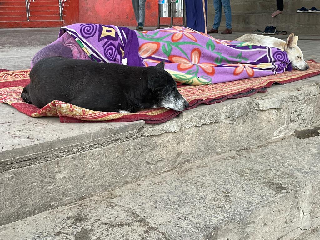 No matter how little money and how few possessions you own, having a dog makes you rich.
Embrace the spirit of coexistence ❤️

#NoMore50 
#AmendPCA 
#NotAwaraYehHumara 
#StopAnimalCruelty

@narendramodi
@PMOIndia
@PRupala
@Min_FAHD