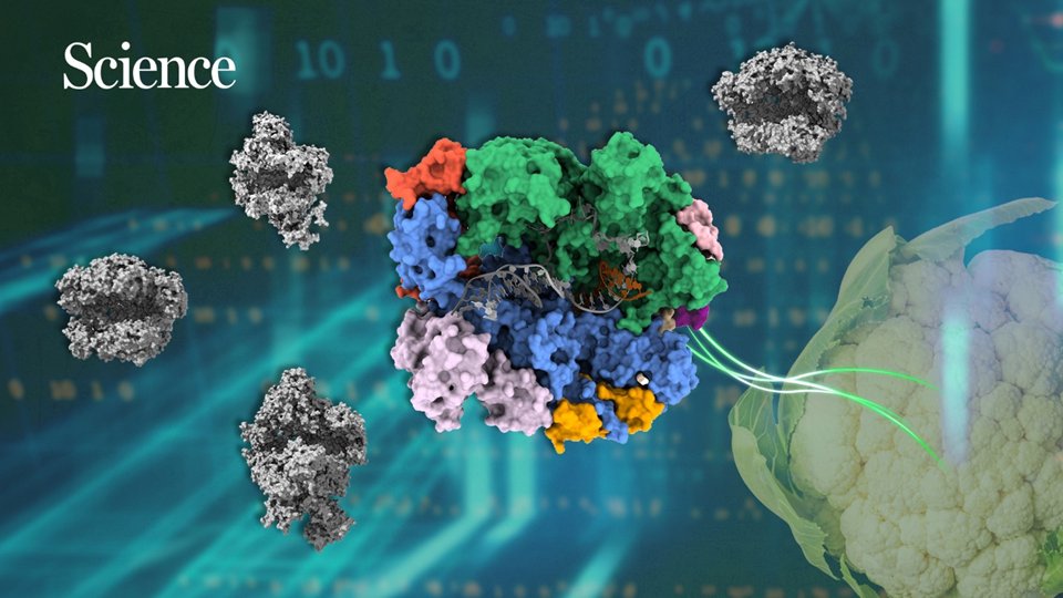 SUSTech 南方科技大学 (@sustechsz) on Twitter photo Researchers <a href="/SUSTechSZ/">SUSTech 南方科技大学</a> make a breakthrough in plant #DNAmethylation, providing direct evidence of how plant evolves its novel #RNApolymerase, and published their findings in <a href="/ScienceMagazine/">Science Magazine</a>
Read more at: newshub.sustech.edu.cn/en/html/202303… Researchers <a href="/SUSTechSZ/">SUSTech 南方科技大学</a> make a breakthrough in plant #DNAmethylation, providing direct evidence of how plant evolves its novel #RNApolymerase, and published their findings in <a href="/ScienceMagazine/">Science Magazine</a>
Read more at: newshub.sustech.edu.cn/en/html/202303…