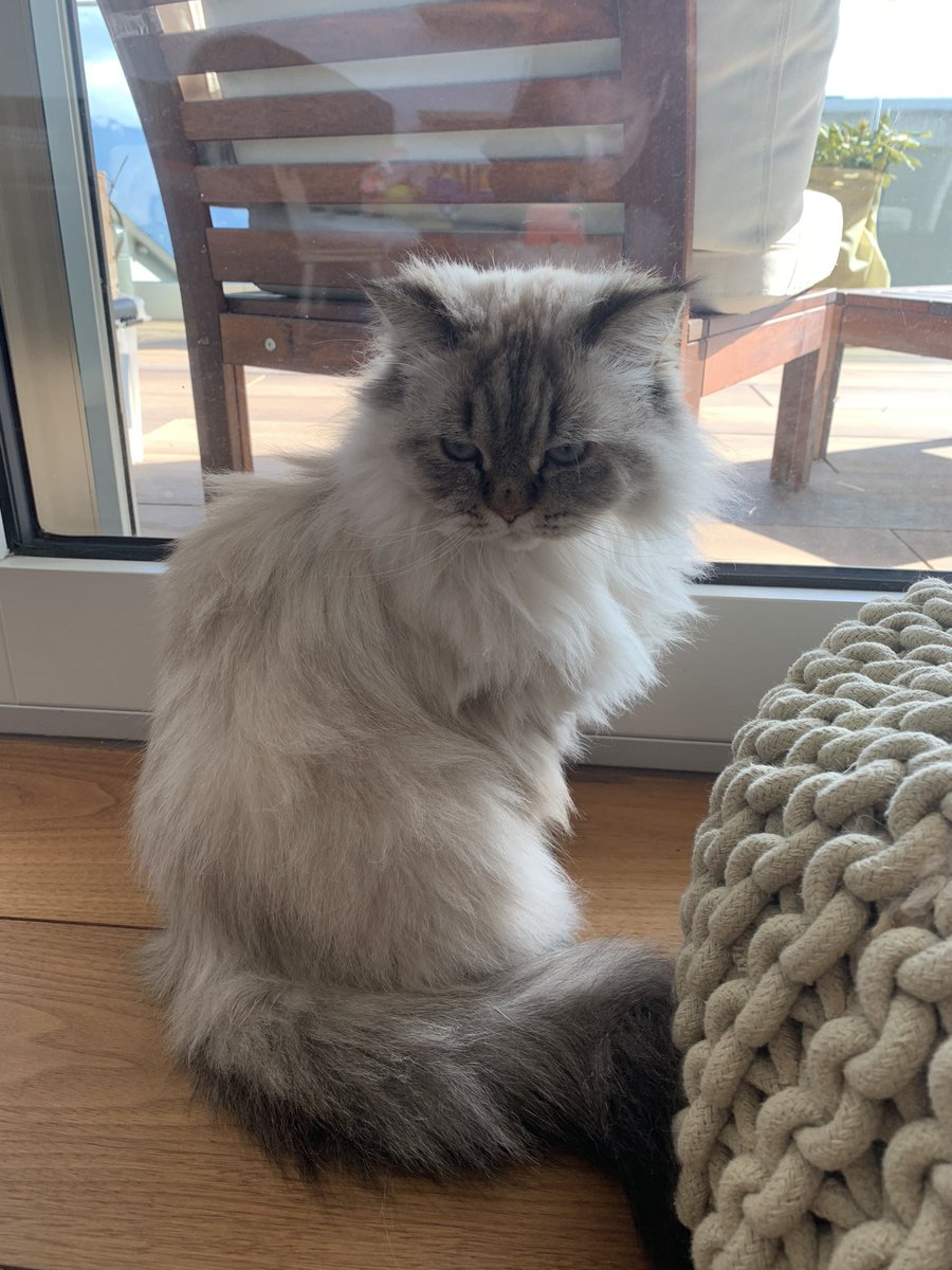 fluffy_potichat's tweet image. Banjour les potichats