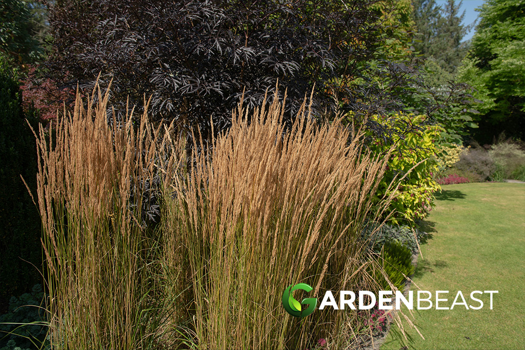 Calamagrostis Guide: How to Grow &amp; Care for "Reed Grass"
gardenbeast.com/calamagrostis-…