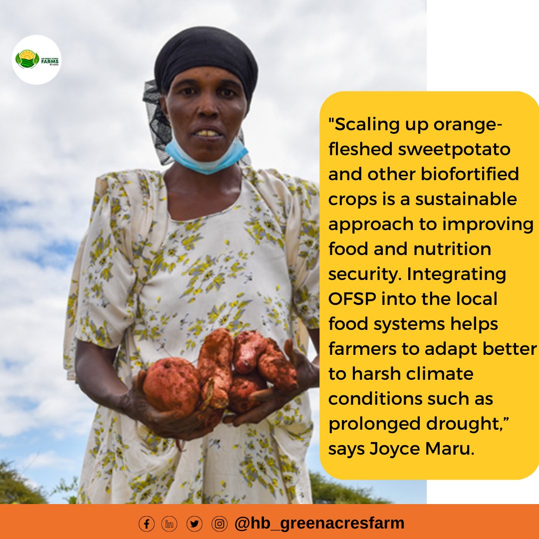 Joyce Maru highlights the importance of scaling up orange-fleshed sweetpotato (OFSP) and other biofortified crops as a sustainable approach to improving food and nutrition security. Integrating OFSP into the local food systems can help farmers adapt to harsh climate conditions,