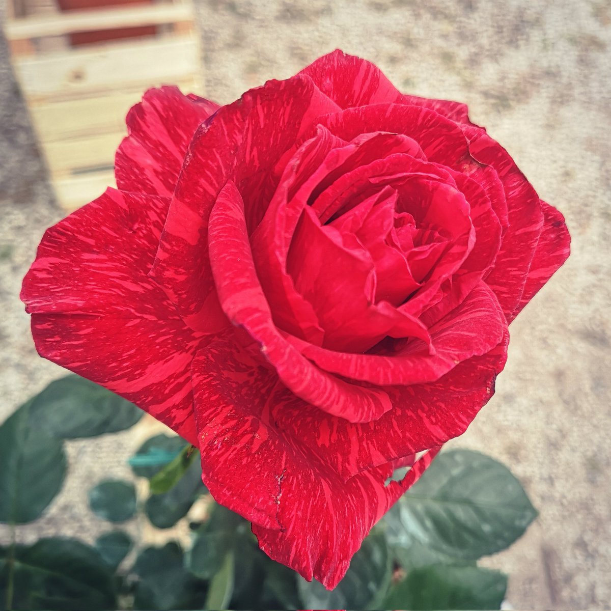 Verdemura's tweet photo. Le #rose variegate sono le protagoniste di #verdemura23 assieme a #bouganvillea e #camellia https://t.co/A4z4UHZsUg