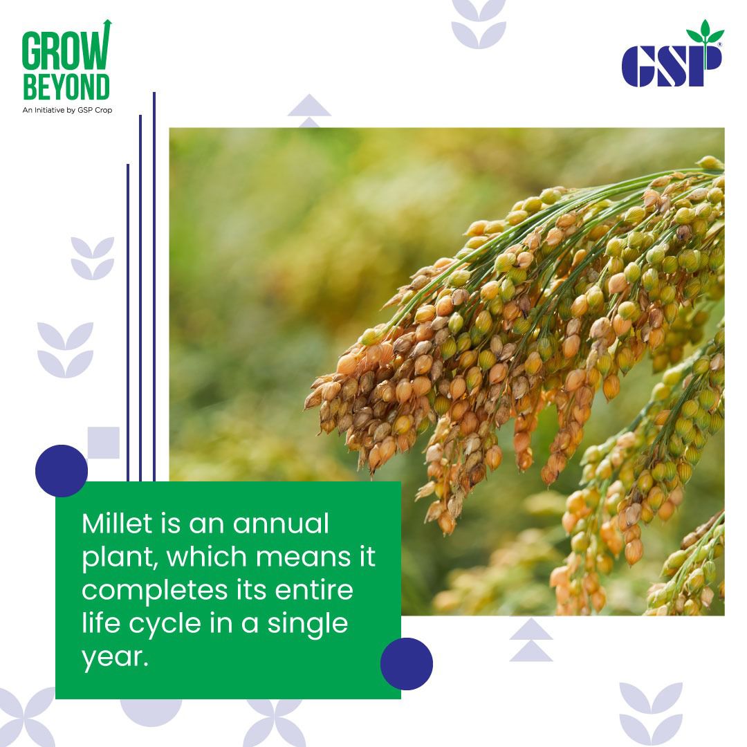 GspCrop's tweet photo. Millet is a go-getter in the plant kingdom, accomplishing its life goals in just one year!

Let's make 2023 a millet-ific year.

@IYM2023 
#GSPCropScience #Farming #agriculture #millets #CropManagement #ragi https://t.co/GjUgWKki0V