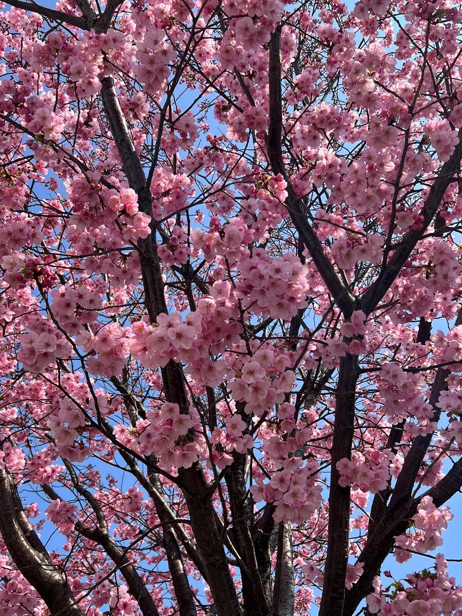Vialala_FR's tweet photo. 🌸 Si vous avez envie de découvrir le Japon autrement, contactez Emilie, travel planner, qui habite Tokyo🏯 pour un voyage 100% sur mesure en immersion totale dans la culture japonaise 👇https://t.co/sFcvqxnEWz 
#japon #voyage #travelplanner #vacances https://t.co/IoI4hrCcDI