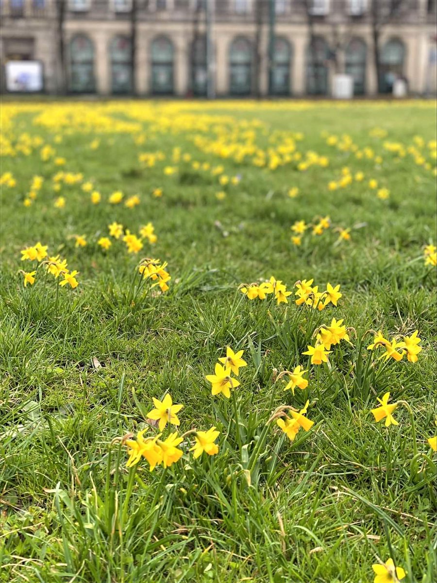ZZMKrakow's tweet photo. Żonkile na #Placu #Cetralnym w @krakow_pl 💛💛💛

#krakow #zzm #NowaHuta https://t.co/2ORksBOwDt
