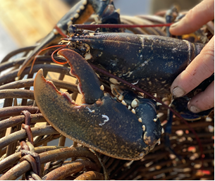 Fishmonger/wholesaler/sustainable seafood restaurant that buys/sells🦞? <a href="/BangorUni/">Bangor University</a>  want to hear from you!  Quick 5min questionnaire on market for 🦞caught in traditional, biodegradable, willow pots made w heritage skills. Thanks &amp; Pls RT! tinyurl.com/yeyubvtw <a href="/FishmongersCo/">The Fishmongers' Company</a>