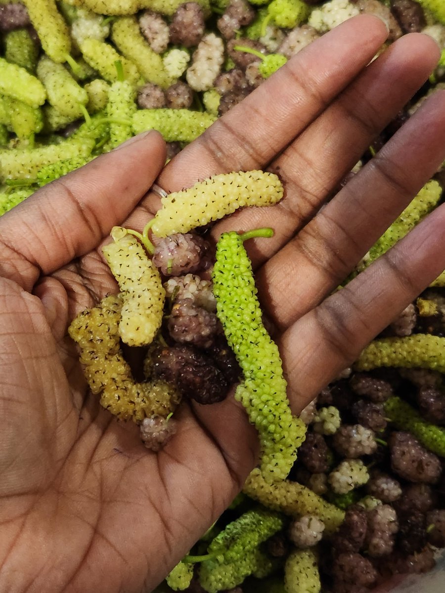 shikhaprakash's tweet photo. How many of us had these #Local berries this year?
It's thought provoking that how we don't give any importance to what's indigenous to us ! https://t.co/ShcaJ1bjM9