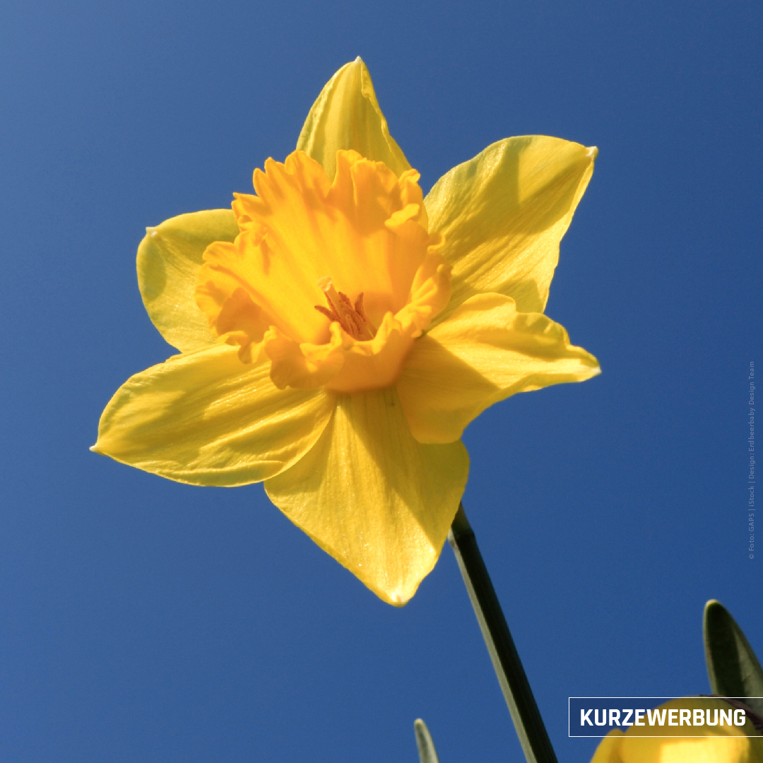 🖖 MEHR LICHT 🖖 

Der Frühling schreitet voran. Und auch das Team von KURZEWERBUNG wächst. Mit mehr Licht und mehr Engagement sehen wir positiv in die Zukunft.

Sonne und Entspannung wünscht

🖖 das KURZEWERBUNG Team  🖖

🖖  🖖  🖖  🖖  🖖
#kurzewerbung #onlinemarketing