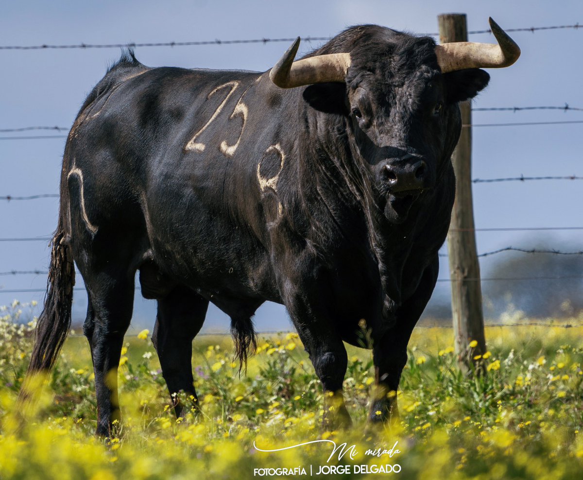 Murteira Grave. 
.
.
.
#mimirada #toros #portugal #fotografia #diasdecampo #españa #photography #photographer #sony #tierraslusas #caminoaltoro #experiencias