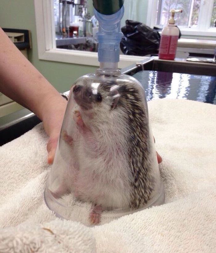 Настроение: Завести дома ёжика и фотать его всяко-разно. 🦔🤎