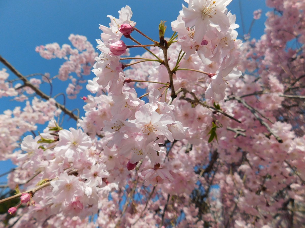 「でも枝垂れ桜はまだ満開。But the weeping cherry tree 」|米田仁士 Hitoshi Yonedaのイラスト