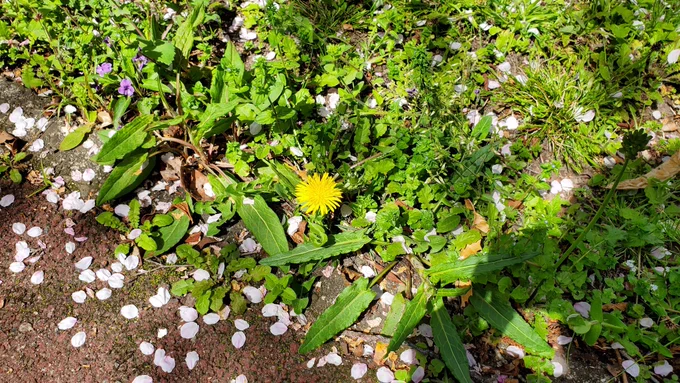 散るも桜 