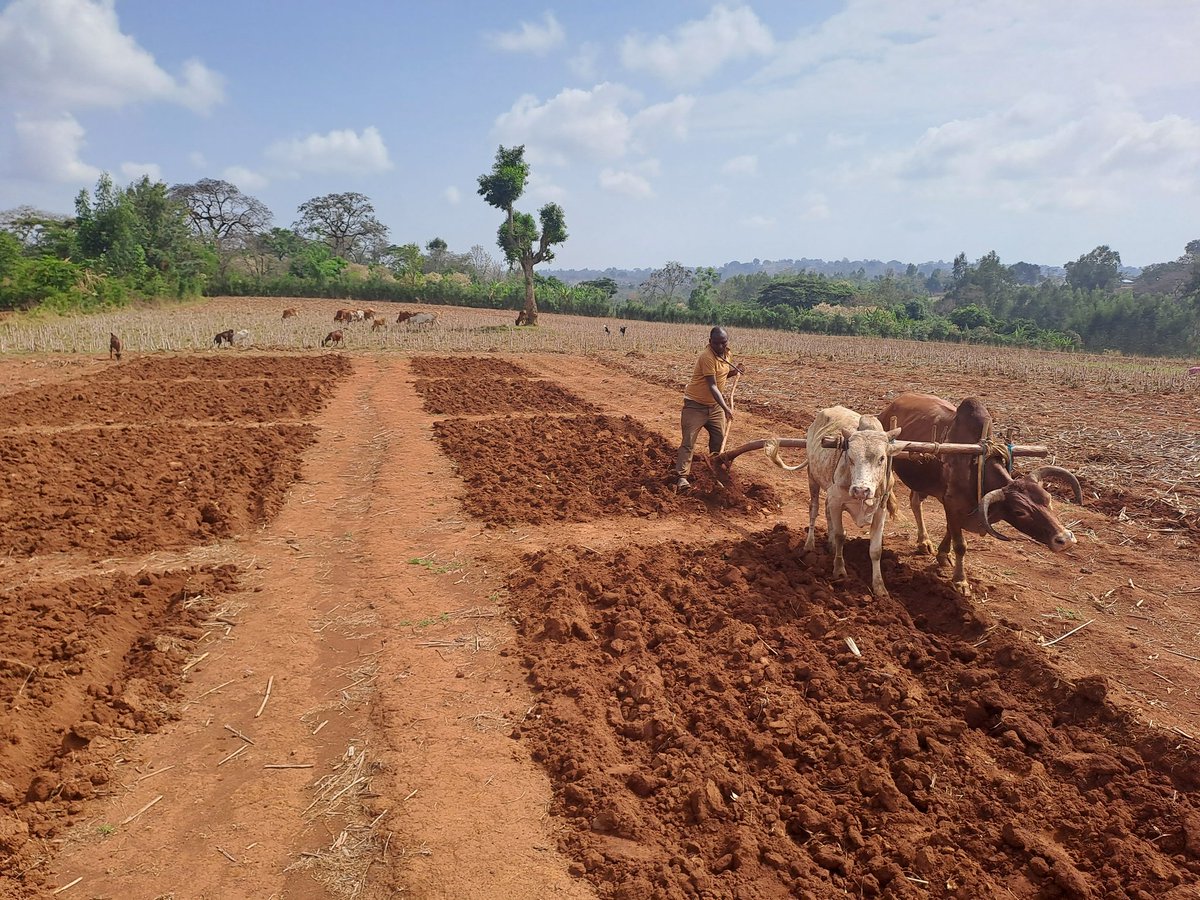 DerejeTirfessa's tweet photo. This is the start of #shortrains and #Landpreparation in
#Ethiopia. Reestablishing(second season) field trials in JimmaZone #AcidSoils #Agronomy #Fieldtrials #Goodshortrains #CIMMYT https://t.co/JBRVyagwi2