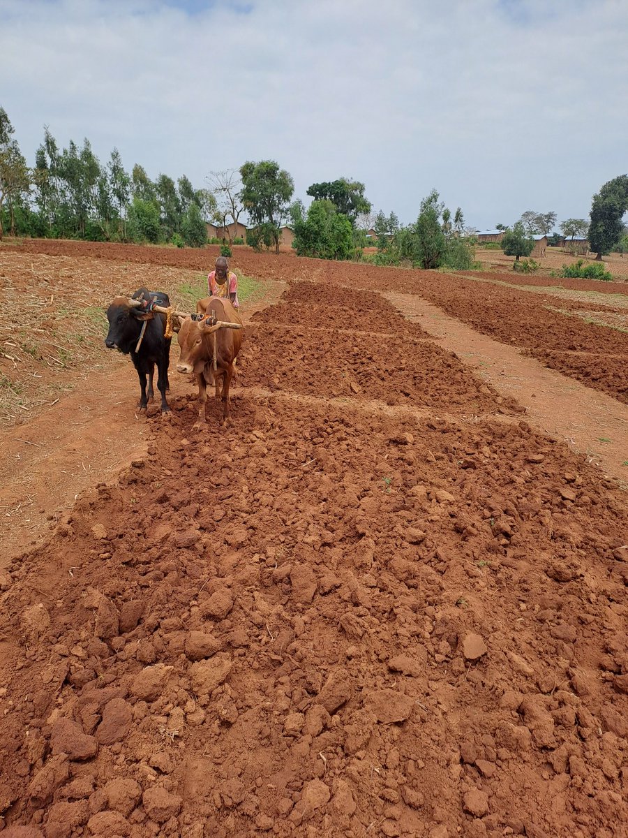 DerejeTirfessa's tweet photo. This is the start of #shortrains and #Landpreparation in
#Ethiopia. Reestablishing(second season) field trials in JimmaZone #AcidSoils #Agronomy #Fieldtrials #Goodshortrains #CIMMYT https://t.co/JBRVyagwi2