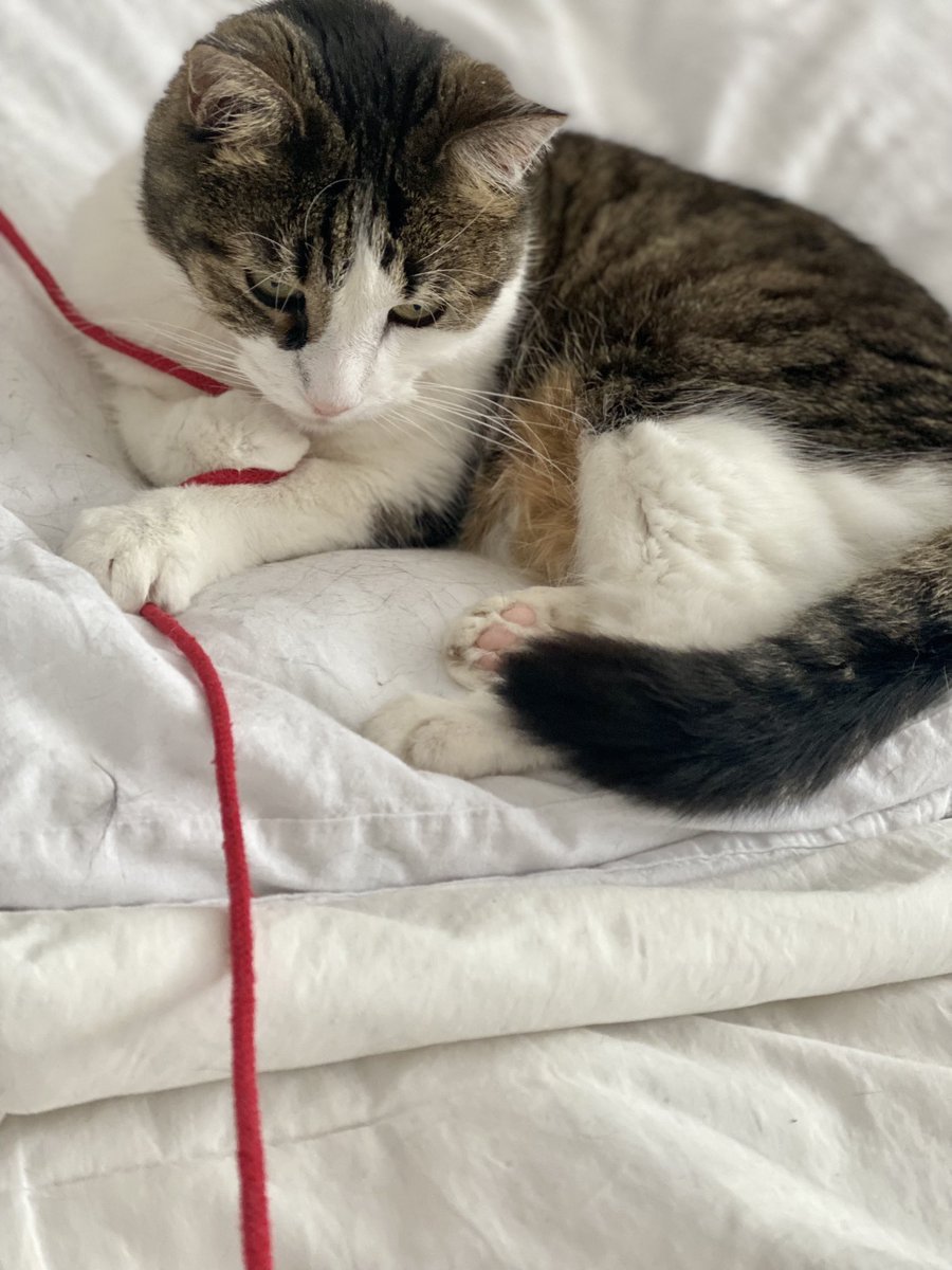 FreddyKitty's tweet photo. Good morning, friends and happy #Frifay! Windy and rainy day here but I’m happy. Freddy lent me his red string for the day - I think I’ll keep it forever 😹😹😹 Big love from Cannelle ❤️❤️❤️ https://t.co/Ofg93hk9bf