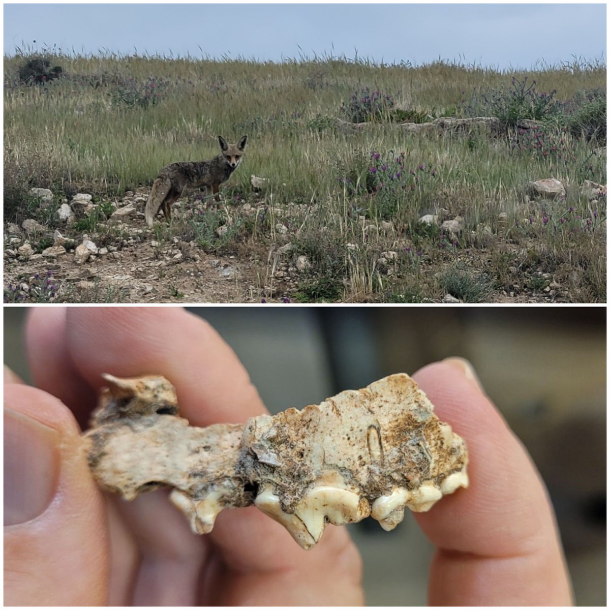 The fox was ending his day while i was beggining. At the lab i have found this buitifal fox maxilla from the Natufian el-Wad terrace.
'The role of foxes in the Natufian economy' 
citeseerx.ist.psu.edu/document?repid…

#FossilFriday 
#fox 
#zooarch 
#Paleolithic