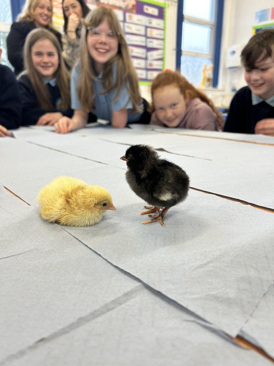 Faughart Community National School tweet media