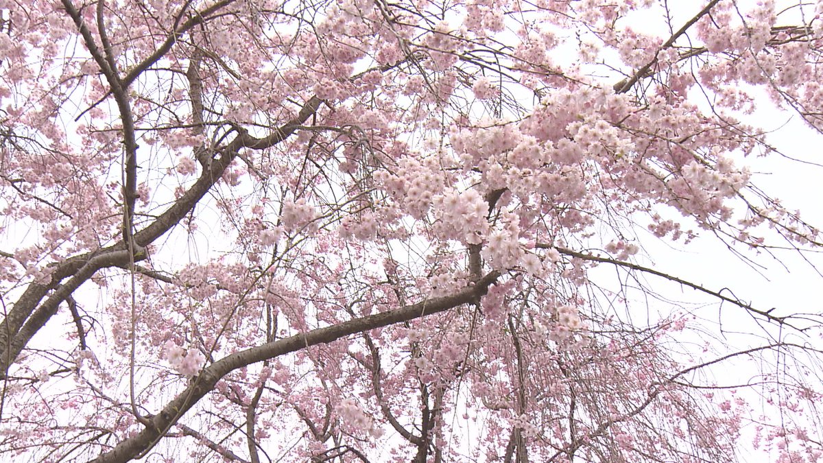 東谷山フルーツパークのソフトクリーム、美味しかった!
今日は売店からシダレザクラまでの移動で、アイスがちょっと溶けてしまうくらい暖かかった。
イチゴパフェも美味かった〜🍓