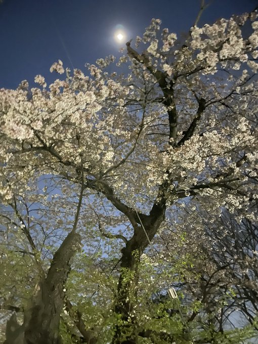 川越の夜桜、月がきれい。 