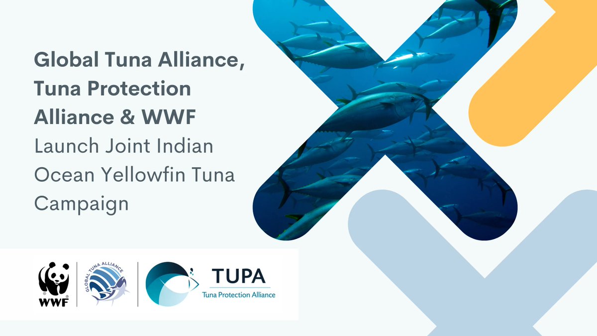 An extraordinary campaign has been launched today between the GTA, @AllianceTuna, <a href="/WWF/">WWF</a> and their participating market partners to end the misuse of objections by #IOTC delegations &amp; push for a rebuilding plan for overfished yellowfin tuna

More here 👉  buff.ly/3JZkQeL