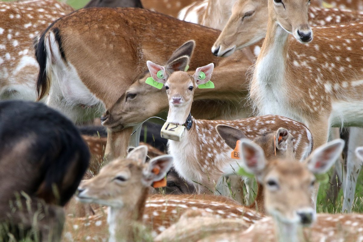 If you saw <a href="/EuanMortlock/">Euan Mortlock</a> and I talk about fallow deer yesterday at <a href="/asab_conference/">Defunct ASAB Conference</a> you might have caught some cute pics like this one... #ASABangor